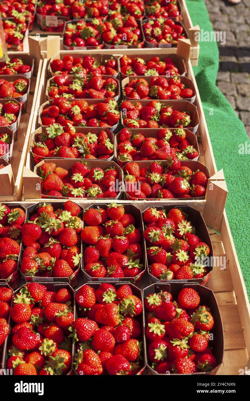 Frische Erdbeeren (Fragaria) in Tabletts auf einem Marktstand, Bremen, Deutschland, Europa Stockfoto