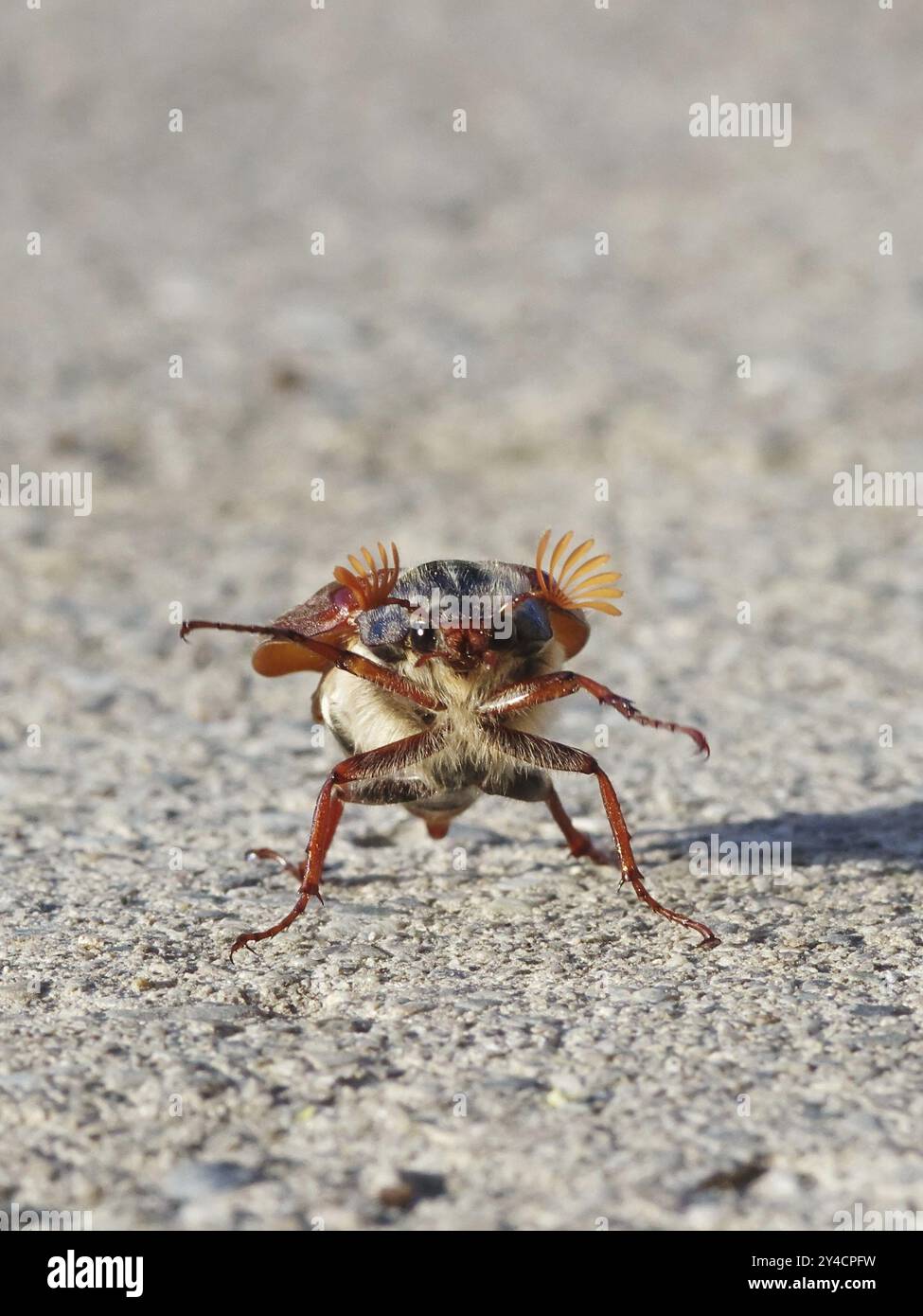 Tanzender Cockchafer vor dem Start Stockfoto