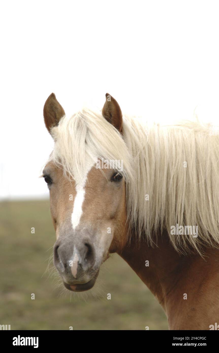 Haflingstute im Porträt Stockfoto