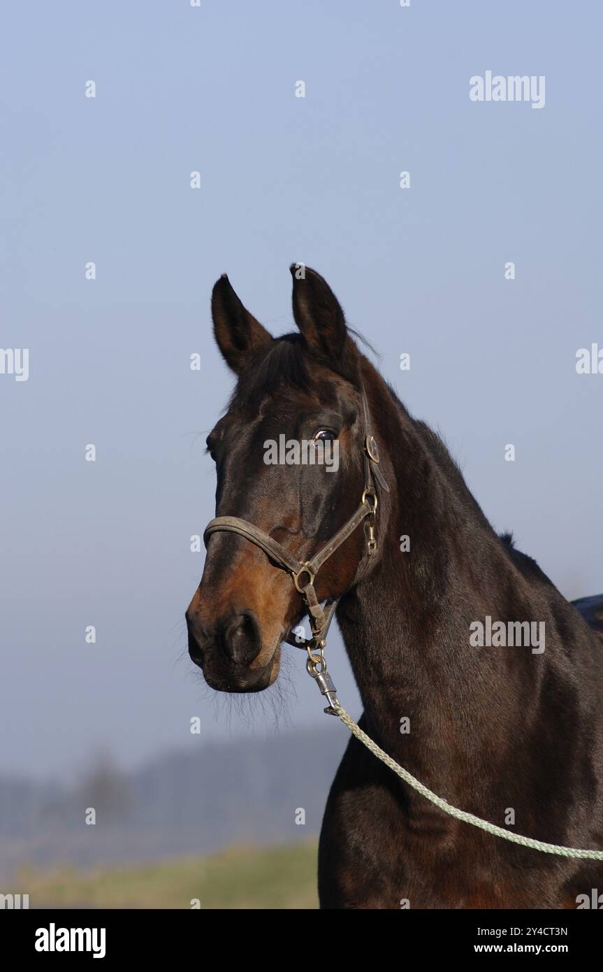 Tschechisches Warmblut, dunkelbraun mit Lederhalter Stockfoto