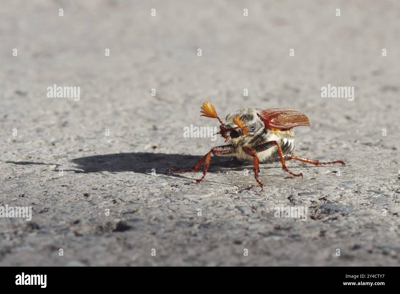 Cockchafer vor dem Start Stockfoto
