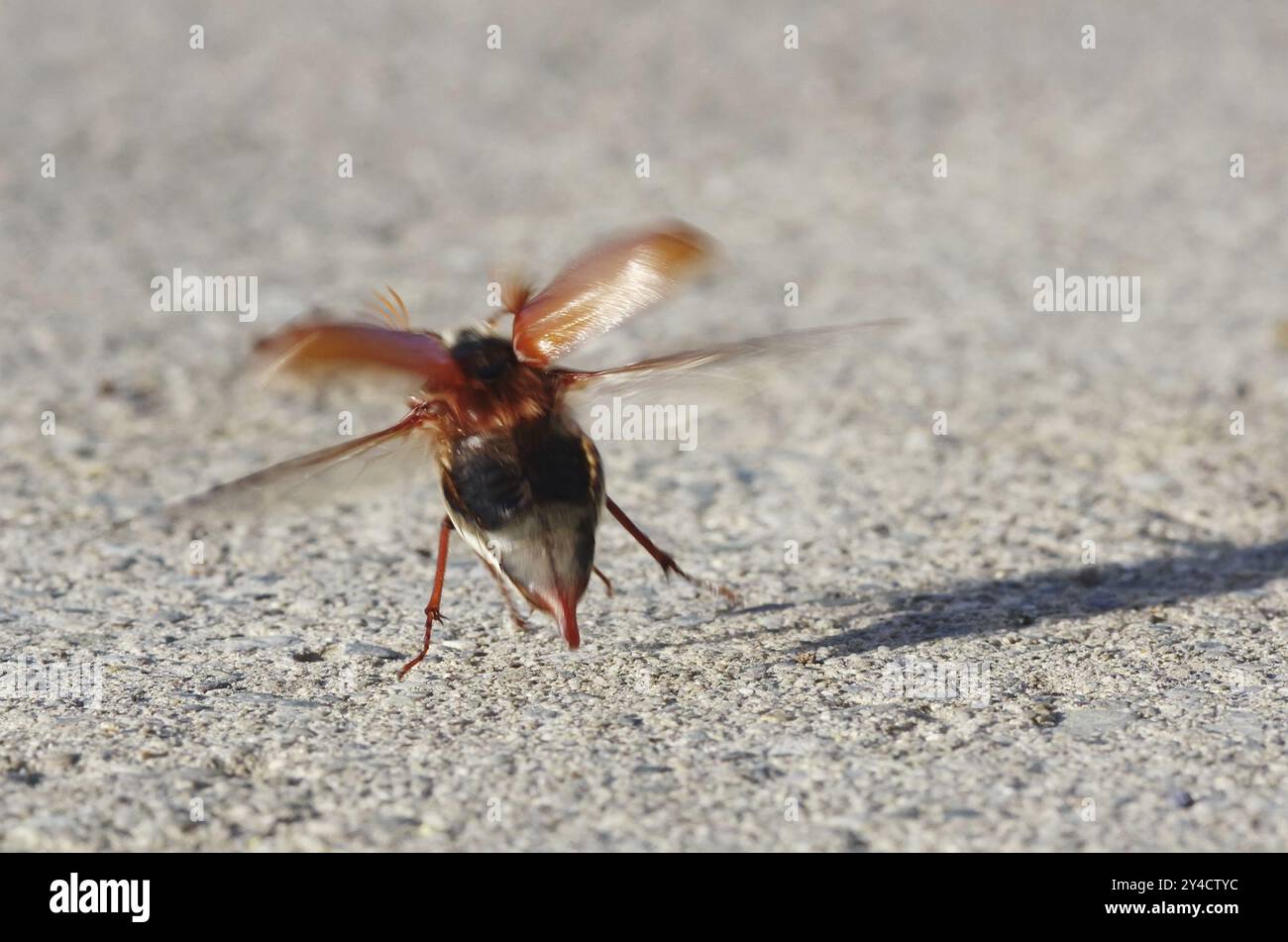 Maikäfer aus Stockfoto