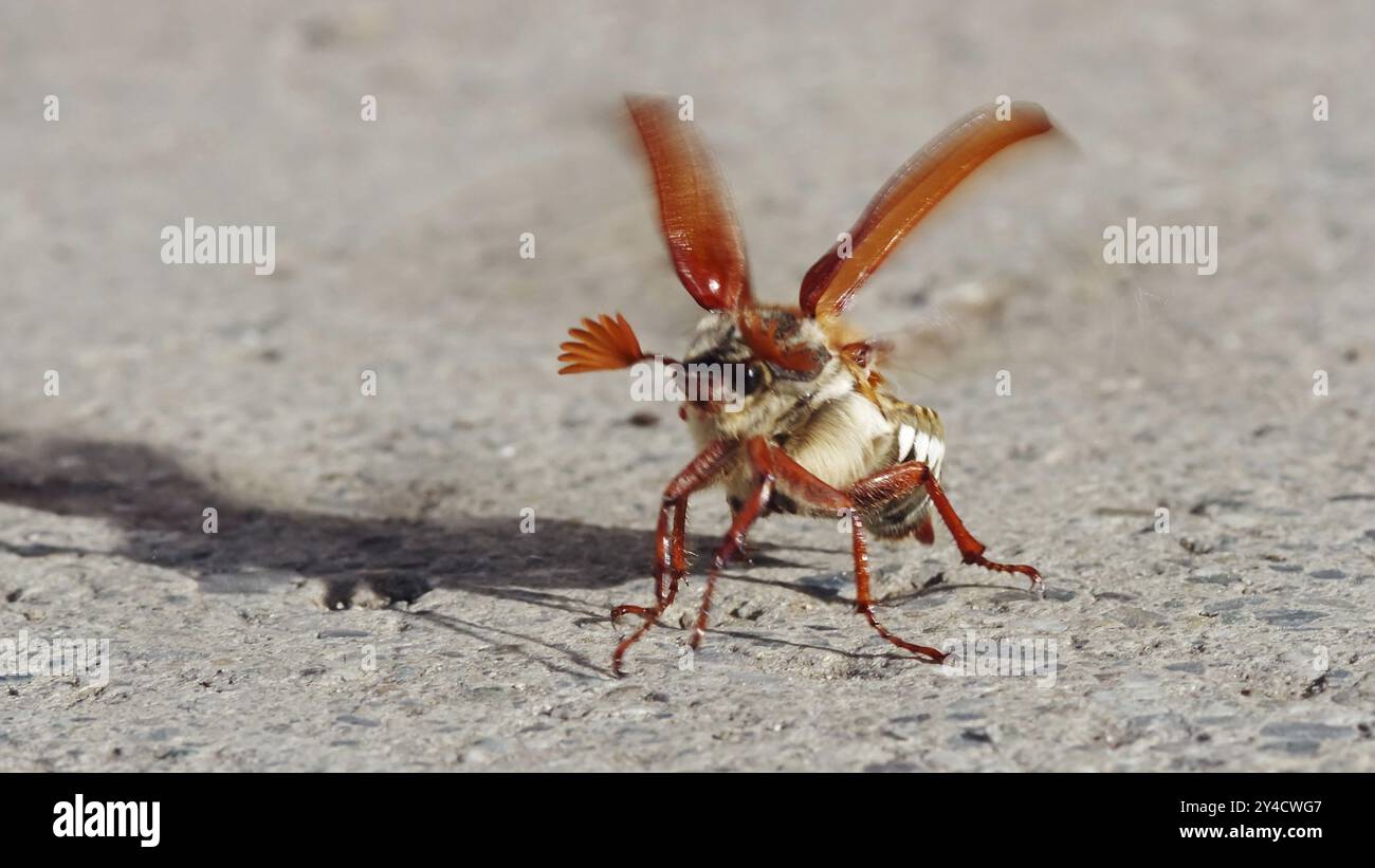 Maikäfer aus Stockfoto