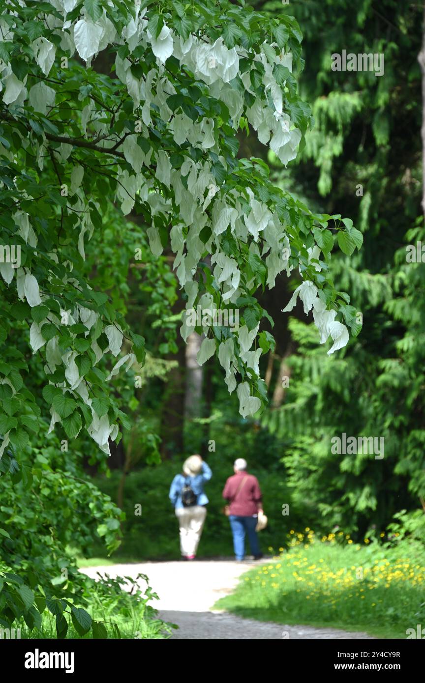 Ein Paar, das einen Pfad im RHS Garden Harlow Carr entlang geht, mit Taschentuch Davidia involucrata blüht im Vordergrund May UK Stockfoto