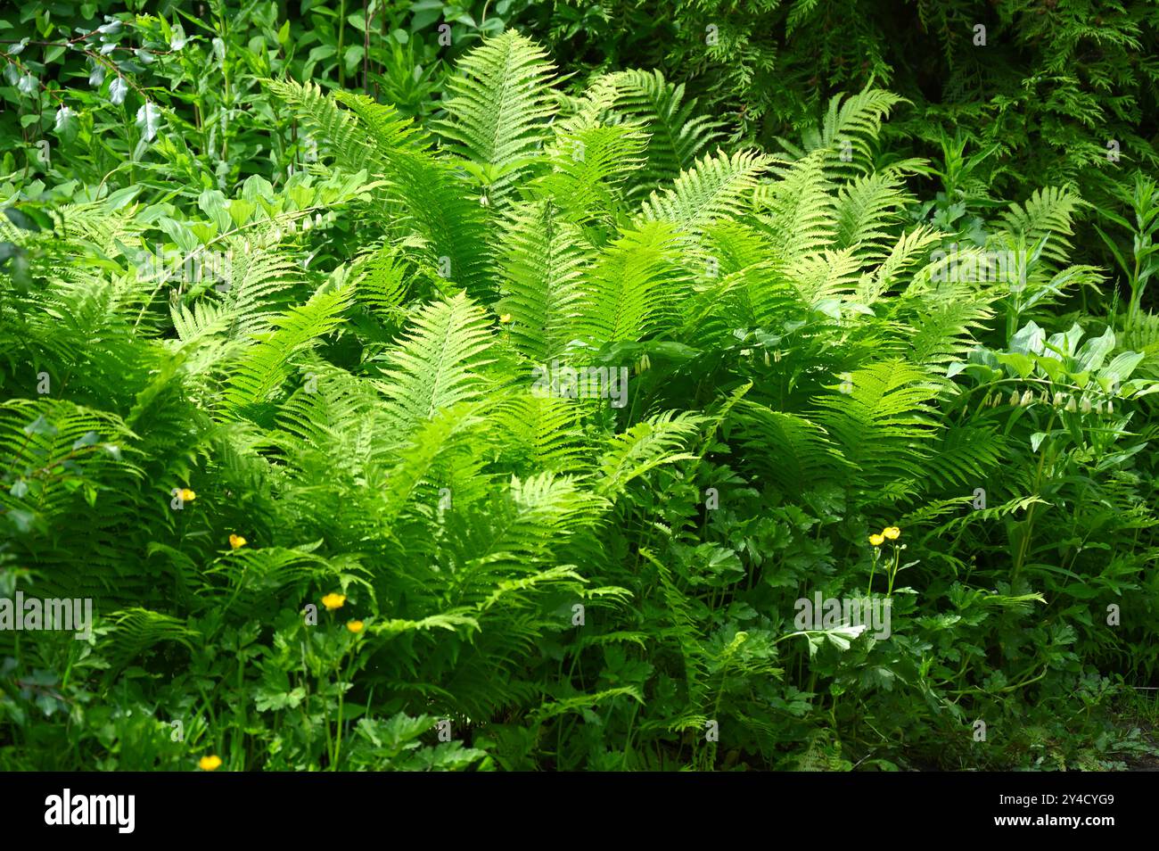 Frische grüne Westeln von Shuttlecock oder Straußenfarn Matteuccia struthiopteris, die im britischen Garten im Mai angebaut werden Stockfoto