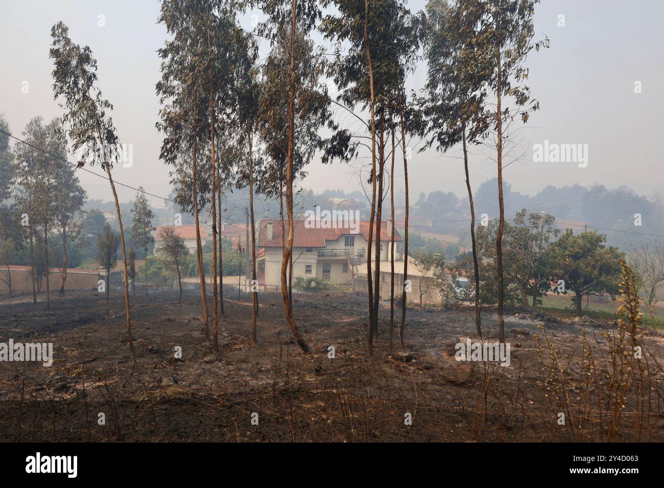 Sever Do Vouga, Portugal. September 2024. Ein Haus steht nach dem Waldbrand bei Fojo, Sever do Vouga (Aveiro). Mehr als 2.000 Feuerwehrleute kämpften bei einem Waldbrand im Norden Portugals, als Beamte warnten, dass Tausende von Hektar in Gefahr seien, während die Temperaturen im ganzen Land hoch ansteigen. Quelle: SOPA Images Limited/Alamy Live News Stockfoto