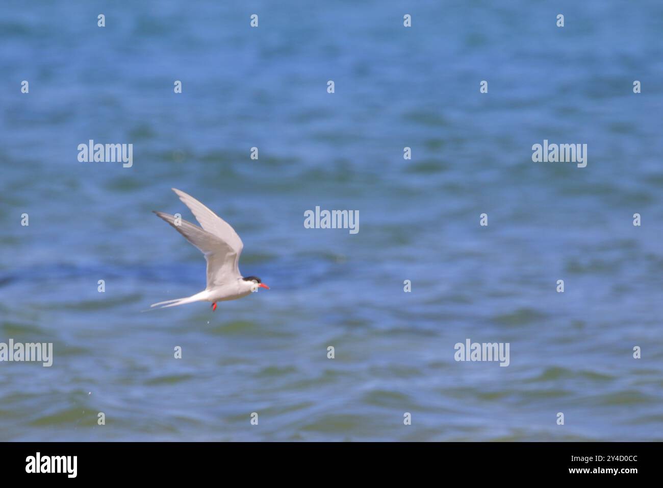 Polarseeschwalbe, Sterna Paradise (oder „Seeschwalbe“), die über Melvich Beach in Nordschottland fliegt. Stockfoto