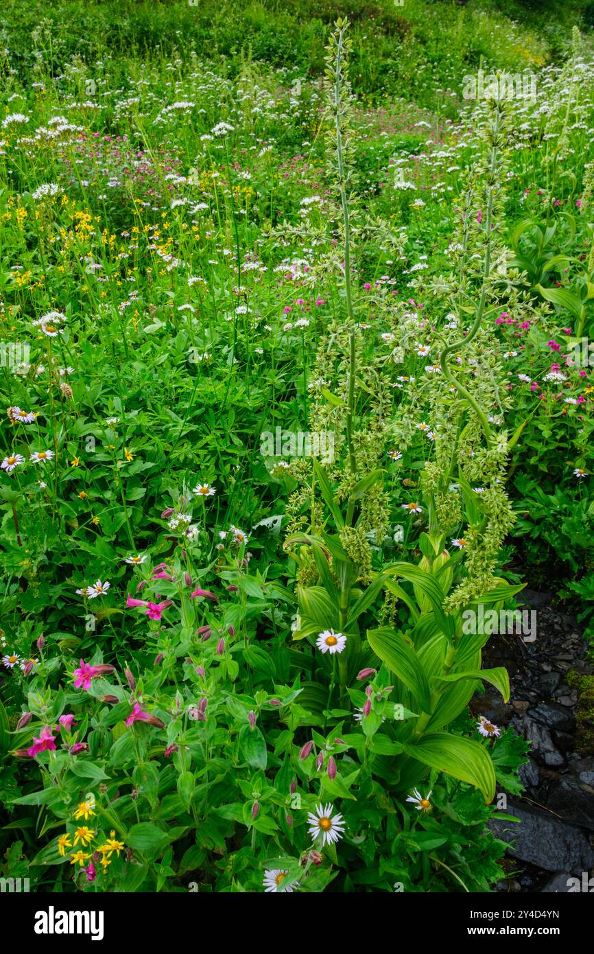 Wildblumen wachsen am Damfino Lakes Trail, Mount Baker, Washington. Nieselregen und bewölkter Himmel lassen die Farben auffallen. Stockfoto