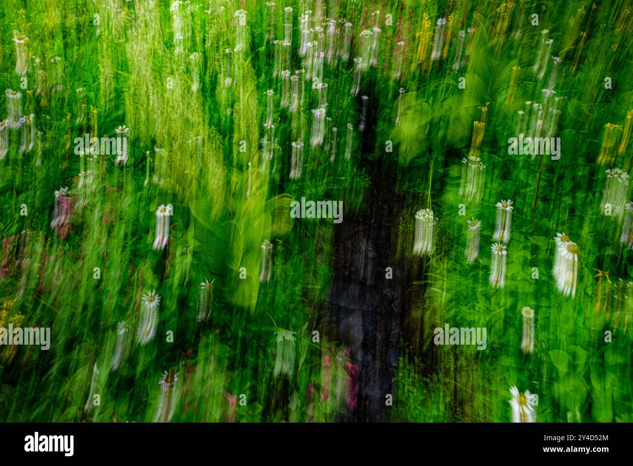 Abstrakt - Grüne Almwiesen mit weißen Gänseblümchen und einem Bach in der Mitte. Bild, das durch beabsichtigte Kamerabewegung erstellt wurde Stockfoto