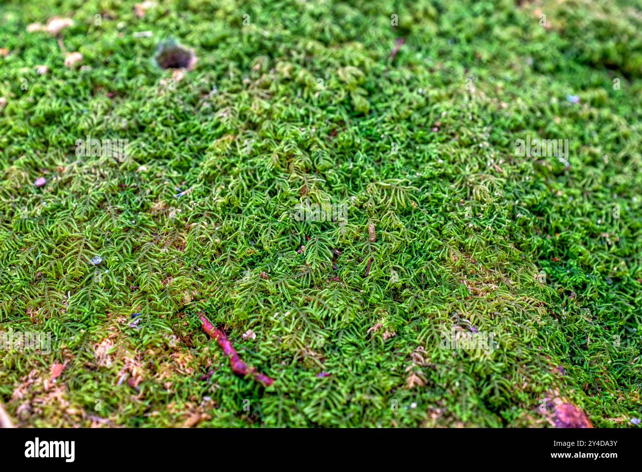 Ein dichter Teppich aus Leucobryum glaucum, allgemein bekannt als White Cushion Moss, gefunden in den Wäldern der Cameron Highlands, Malaysia Stockfoto