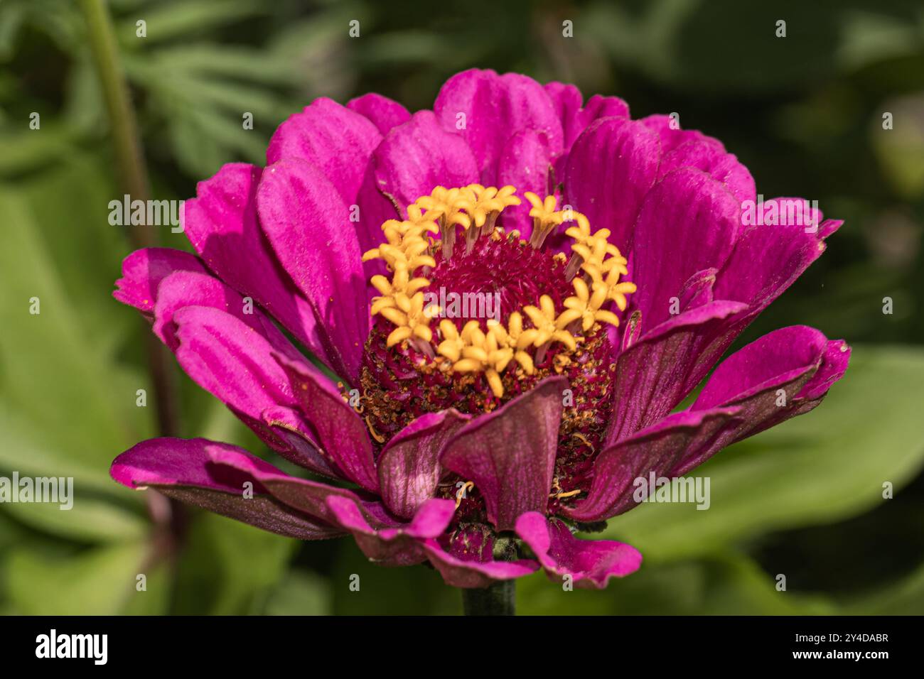 Nahaufnahme einer leuchtend rosa Blume mit komplexen gelben Staubblättern, umgeben von tiefgrünen Blättern, die die natürliche Schönheit veranschaulichen Stockfoto