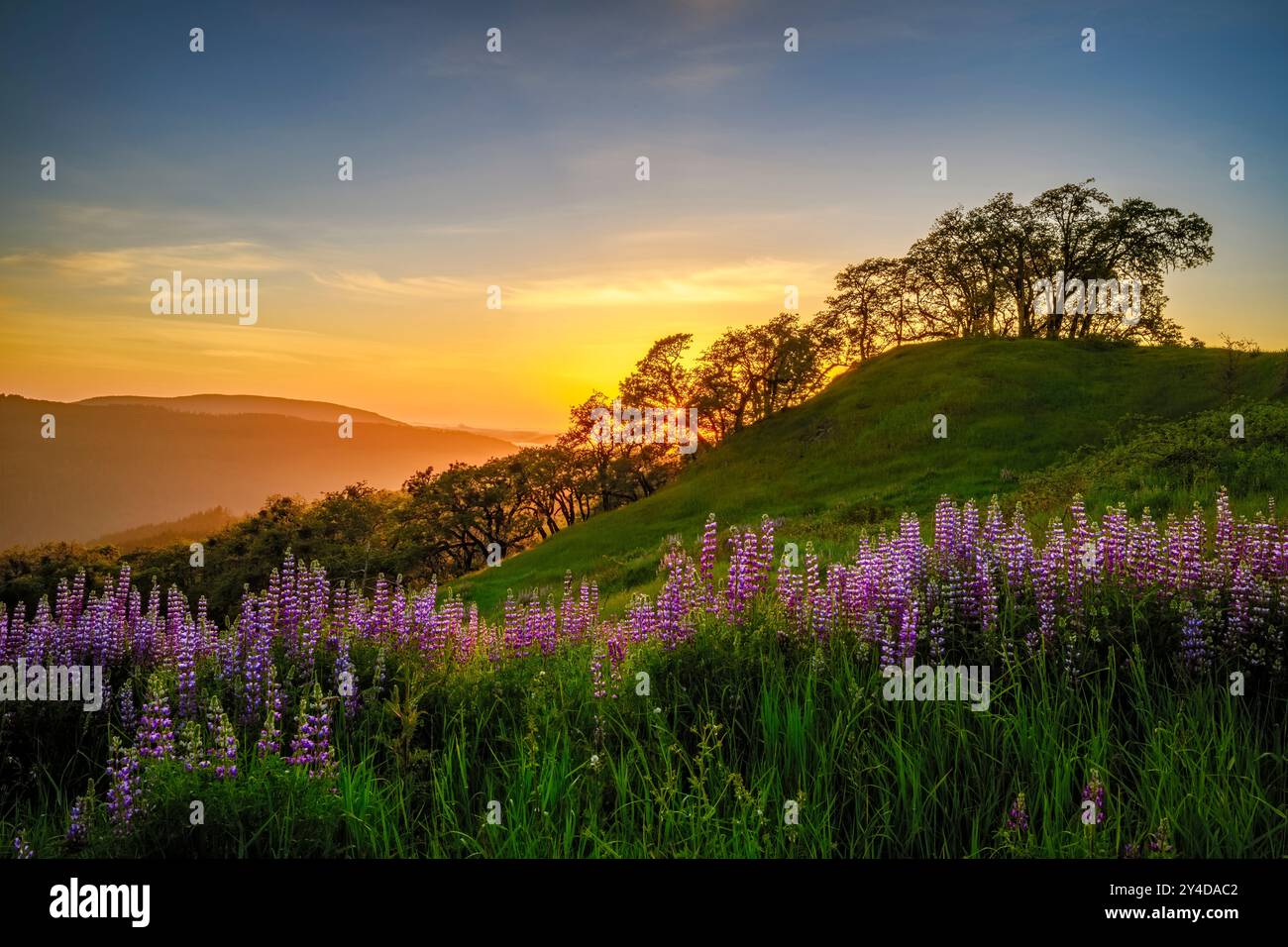 Lupinen- und Eichenbäume in bald Hills, Redwood und National State Parks, Kalifornien. Stockfoto