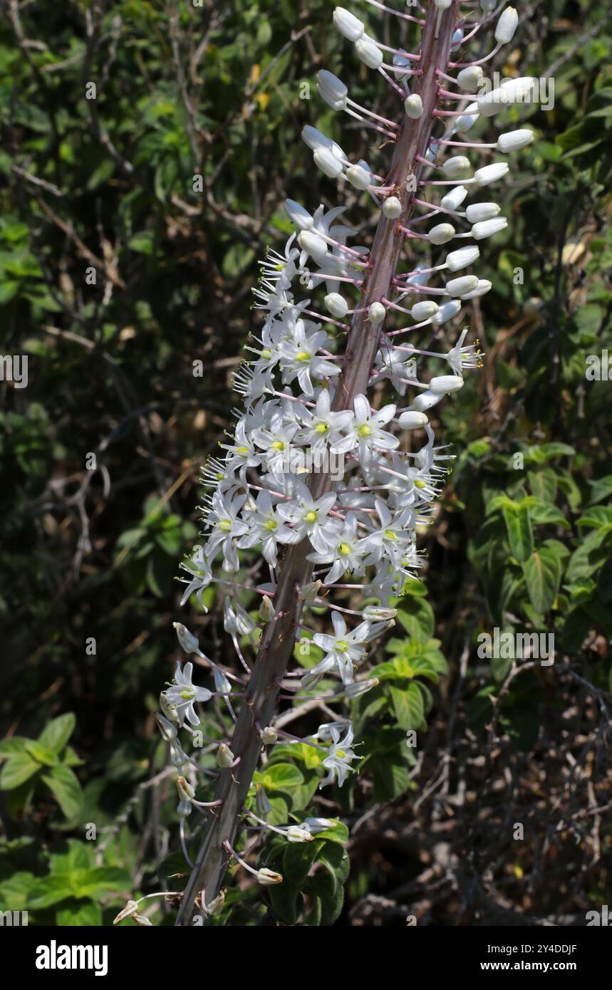 Seeschiffle, Seeschiffle, Seeschiffle oder Seeschiffle, Drimia maritima (syn. Urginea maritima), Sparagaceae. Europa, Westasien und Nordafrika. Stockfoto