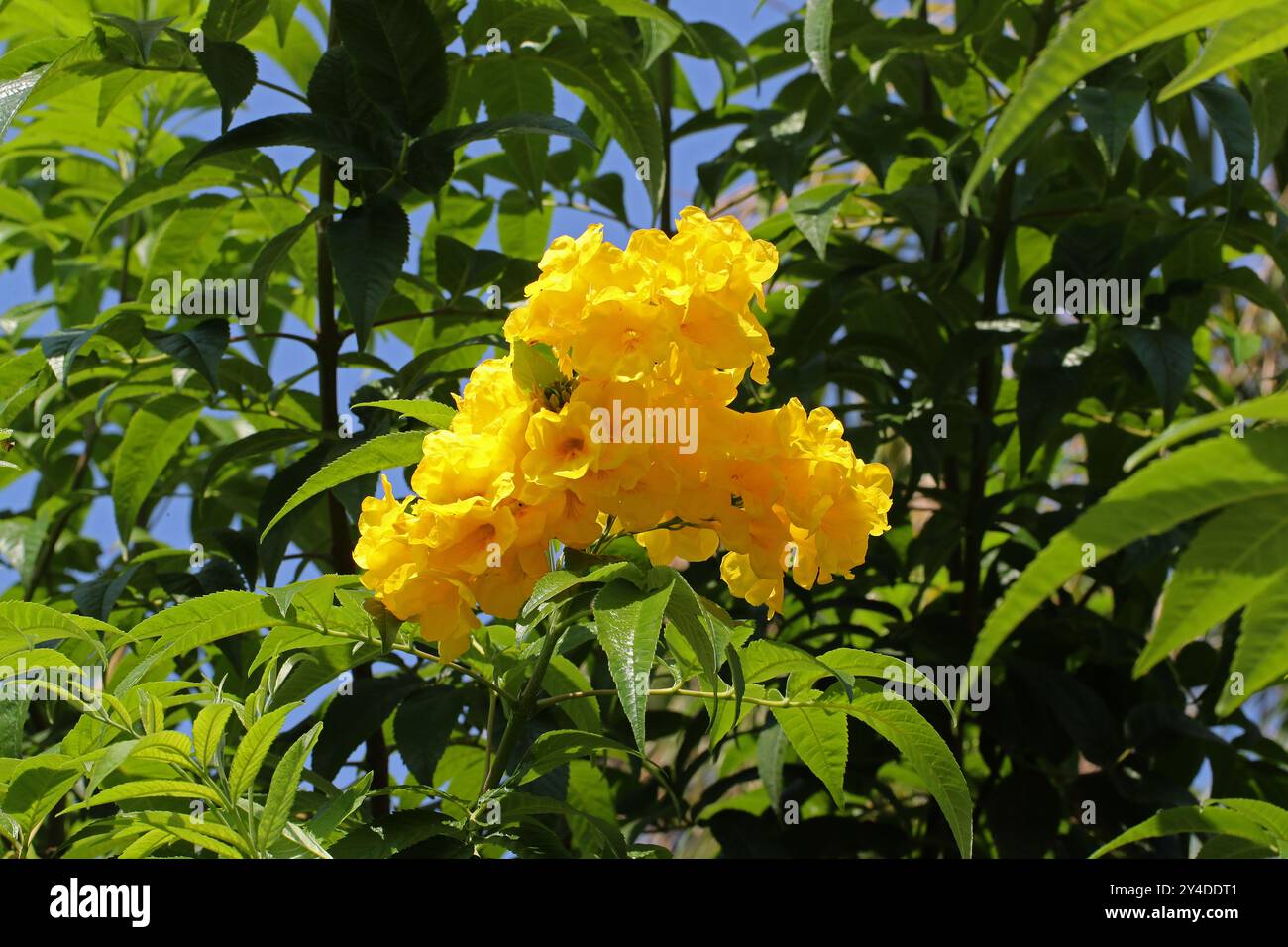 Gelber Trumpetbusch, Gelbglocken, Gelber Ältester oder Ginger Thomas, Tecoma stans, Bignoniaceae. Heimisch im tropischen Amerika. Stockfoto