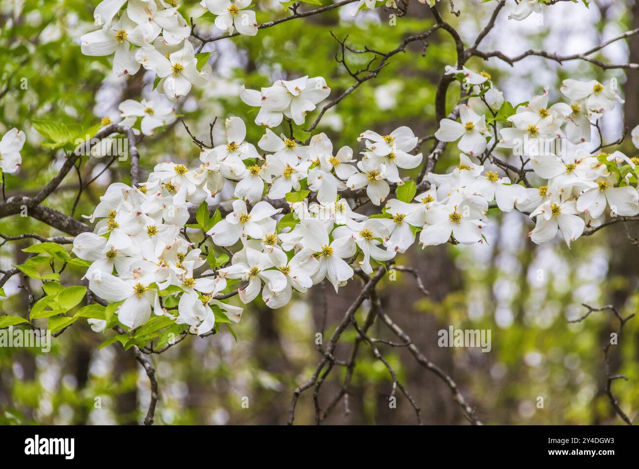 Blühender Dogwood blüht im Catoctin Mountain National Park in Maryland. Stockfoto Blühender Dogwood blüht im Catoctin Mountain National Park in Maryland. Stockfoto