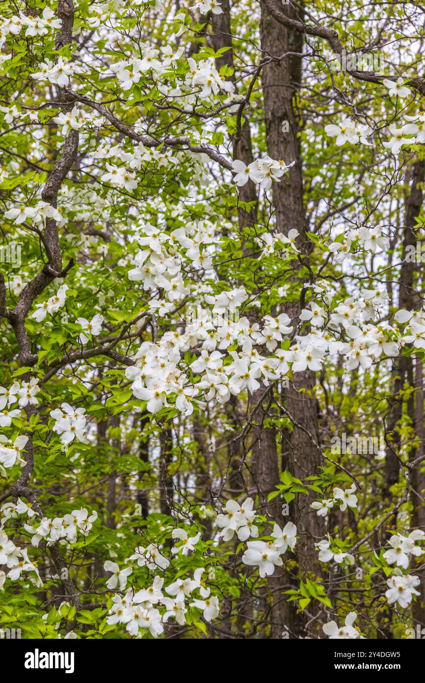 Blühender Dogwood blüht im Catoctin Mountain National Park in Maryland. Stockfoto