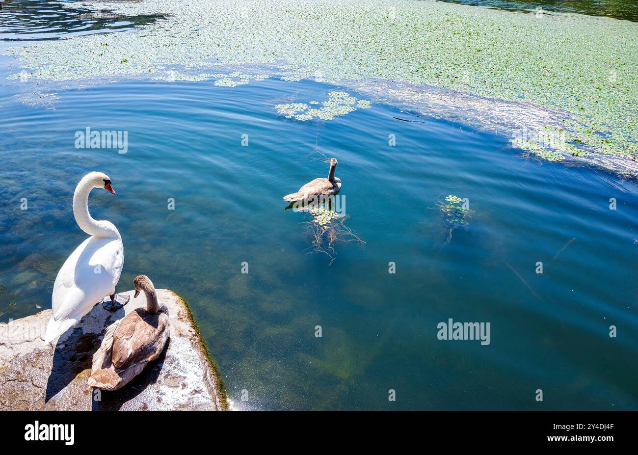 Ein Paar Schwäne, einer ruht am Ufer und ein anderer schwimmt im ruhigen Wasser des Lago Kastoria, Griechenland, umgeben von Seerosen und ruhigem Meer Stockfoto