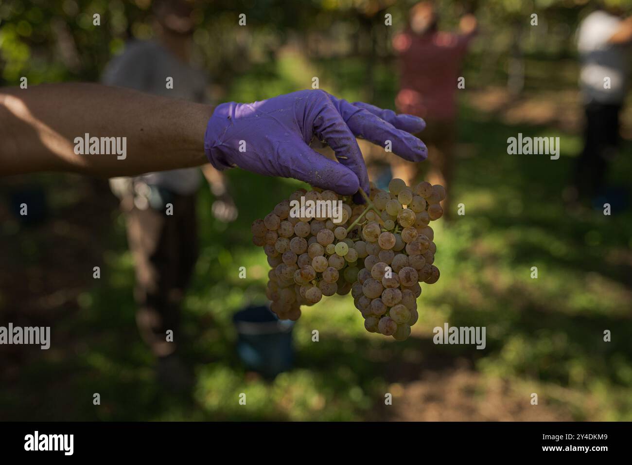 17. September 2024, Cambados, Pontevedra, EspaÃ±A: Beginn der Erntesaison für die Weintraube AlbariÃ±o in der Region Salnés, in der Provinz Pontevedra, Galicien, Spanien (Bild: © Elena Fernandez/ZUMA Press Wire) NUR REDAKTIONELLE VERWENDUNG! Nicht für kommerzielle ZWECKE! Stockfoto