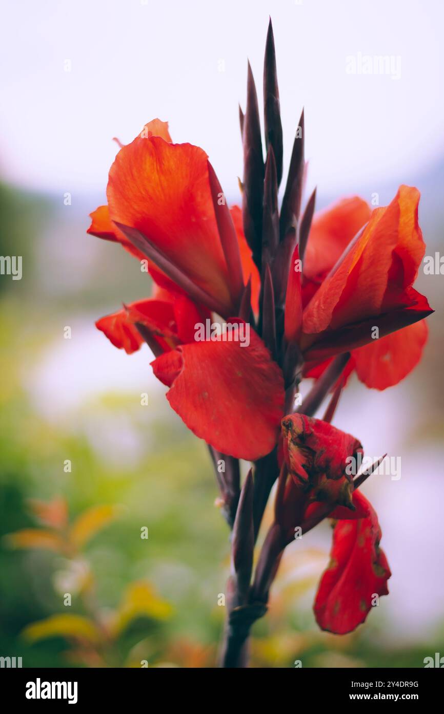 Nahaufnahme einer lebendigen roten Blume Stockfoto