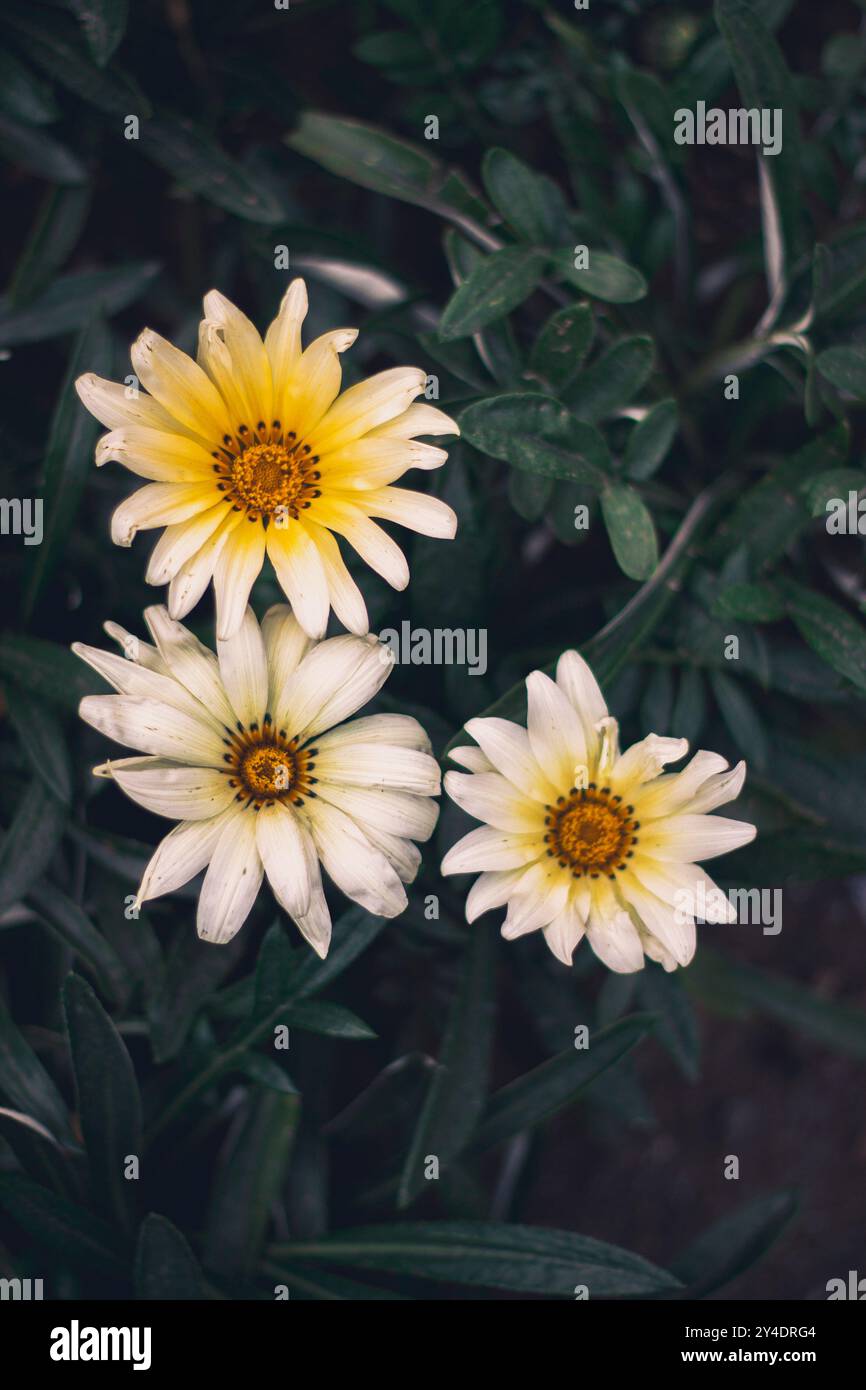 Sonnige Tage und helle Frühlingsblumen Stockfoto