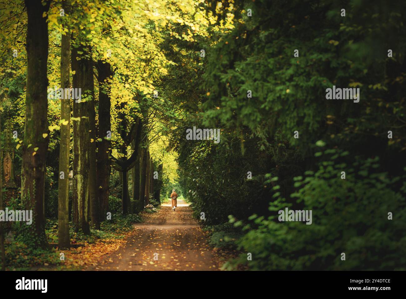 Romantische Herbstszene mit einer Frau, die auf einem Weg durch eine Allee in einem Wald läuft Stockfoto