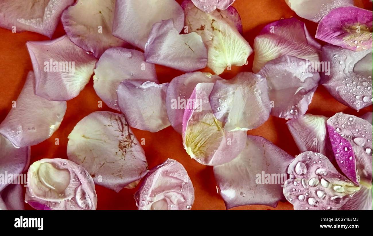 Die weißen Blütenblätter bewegen sich im Wasser. Blütenblätter in Wasser. Regentropfen fallen auf Blütenblätter. Das Konzept von Romantik, Liebe, Valentinstag, Hochzeitstag. Zeitlupe Stockfoto