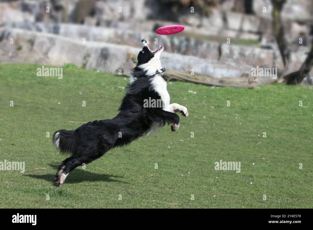 Porträt eines wunderschönen Border Collie Hundes, der im Park mit Frisbee spielt Stockfoto