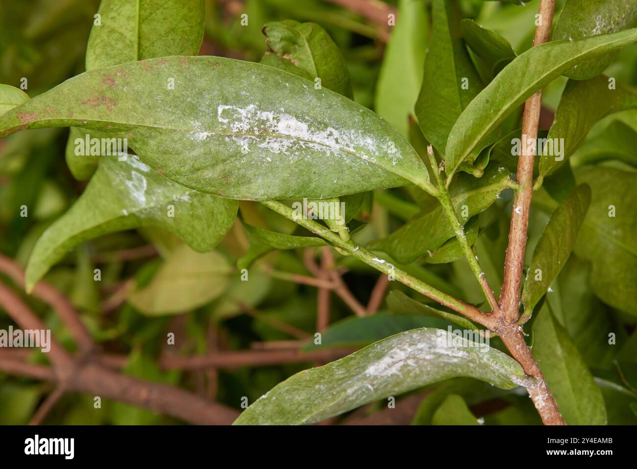 Weiße Fliegen befallen Blätter im Garten, sap saugt winzige weiße fliegende Insekten infizieren grüne Blätter, häufige Hauspflanzen Schädlinge im selektiven Fokus Stockfoto