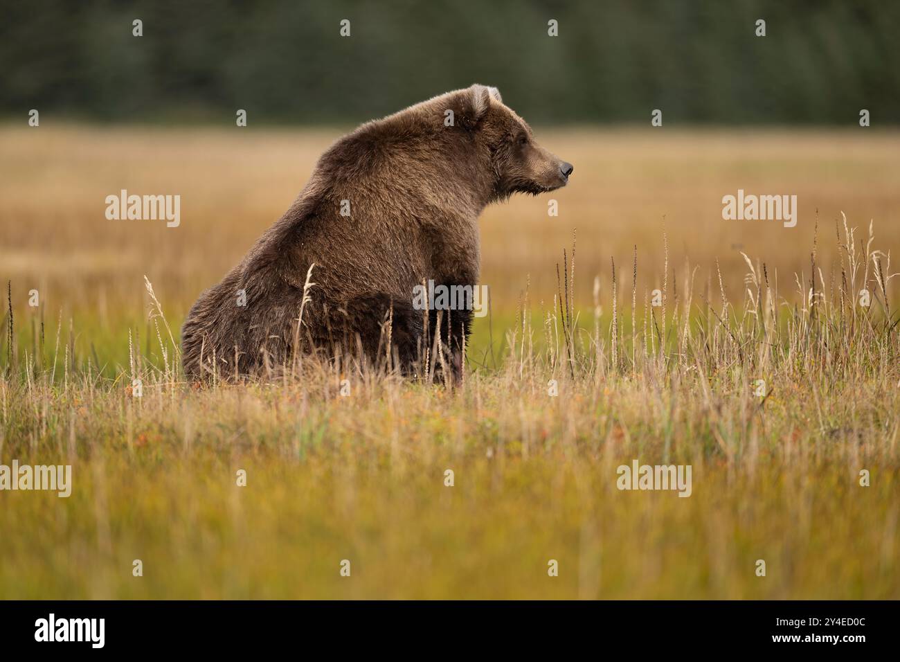 Braunbärensau auf einer Wiese im Lake Clark National Park, Alaska Stockfoto