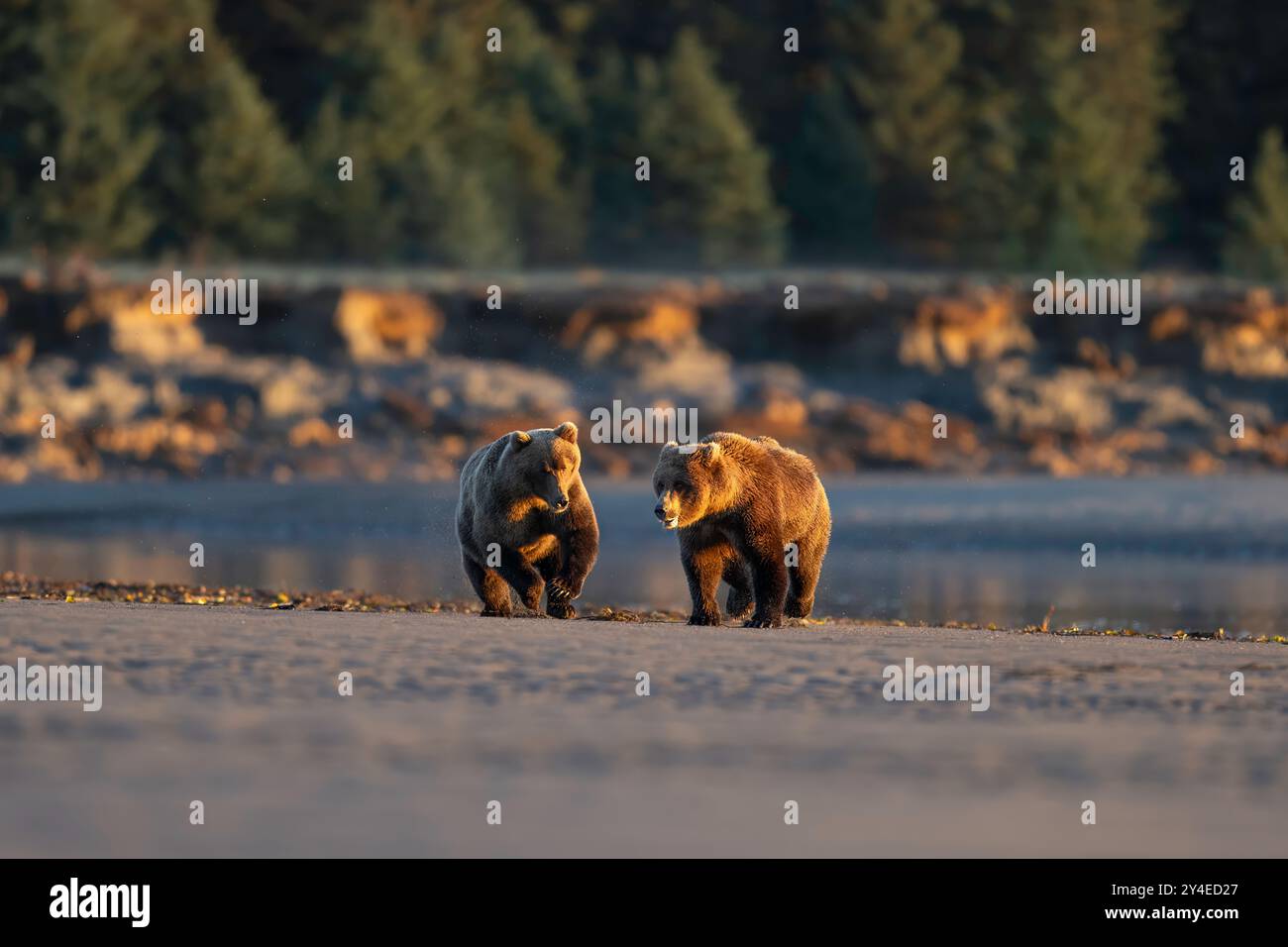 Braunbären jagen sich gegenseitig im Lake Clark National Park, Alaska Stockfoto