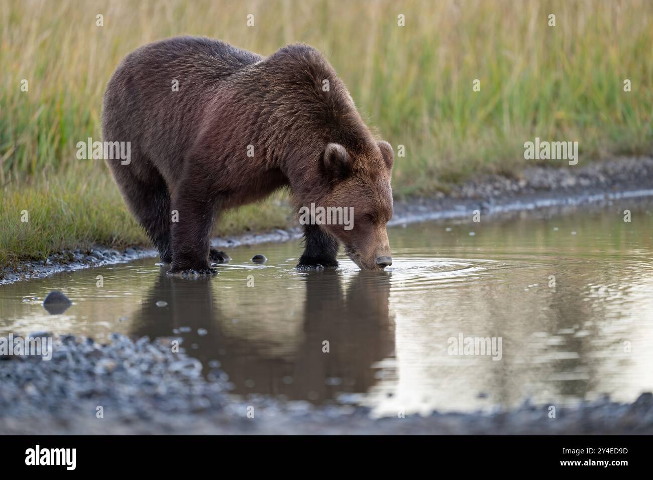 Braunbär trinkt aus einer Pfütze, Lake Clark National Park, Alaska Stockfoto