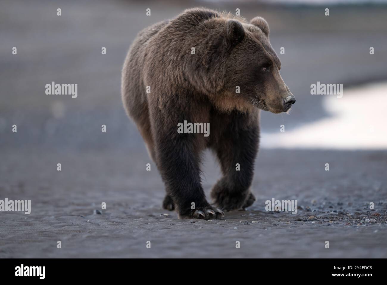 Braunbär spazieren am Strand, Lake Clark National Park, Alaska Stockfoto