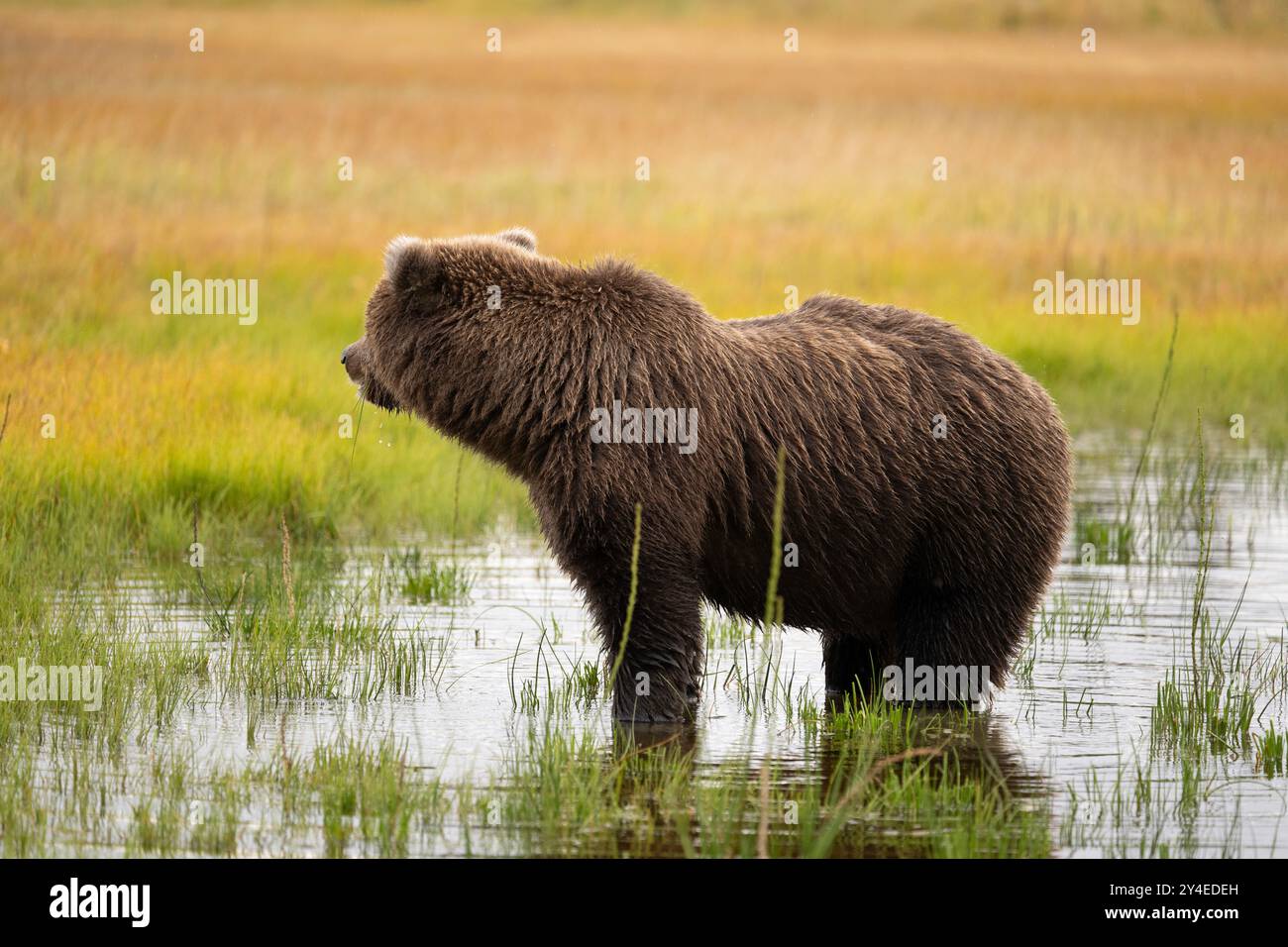 Braunbär in einem kleinen Wiesenteich im Lake Clark National Park Stockfoto