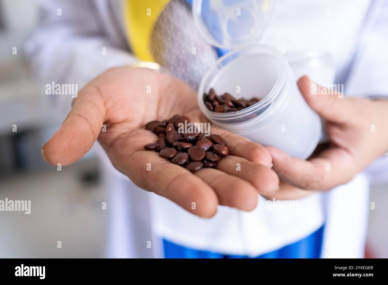 Lehrer mit Saatgut im Bildungsgarten, bewässert mit Wasser aus einer experimentellen Abwasseraufbereitungsanlage mit Pflanzenfilter an der Ain Chock Facu Stockfoto