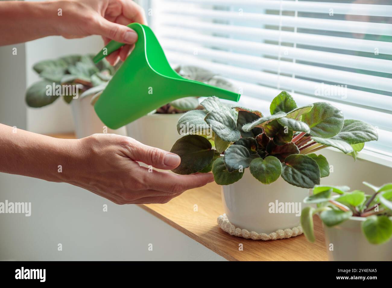 Vergossene Veilchen auf hölzernem Fensterbrett, Frau Wasser Pflanzen in weißen Töpfen mit grüner Gießkanne zu Hause. Gartenarbeit im Innenbereich, Pflege von Zimmerpflanzen bei HO Stockfoto