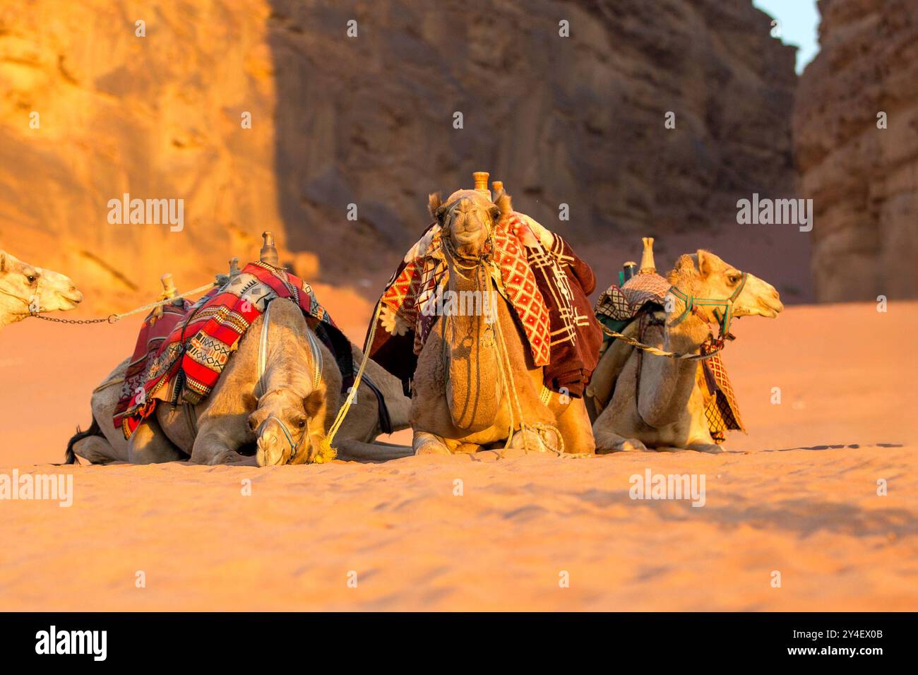 Drei Dromedarkamele liegen im Wüstensand, Wadi Rum, Jordanien Stockfoto