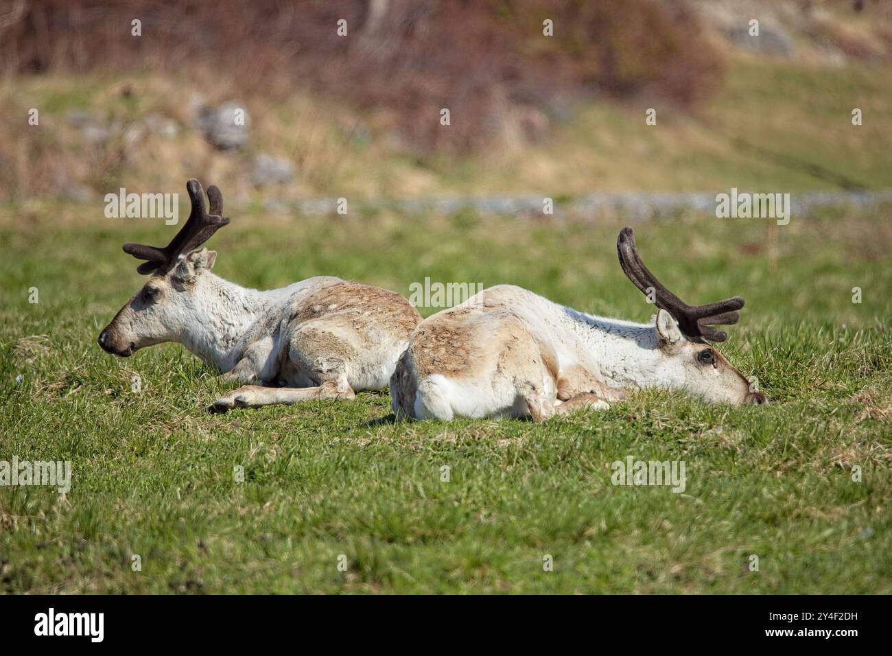 Zwei Rentiere (rangifer tarandus) mit Geweih, die im Frühjahr auf einer Wiese ruhen. Stockfoto