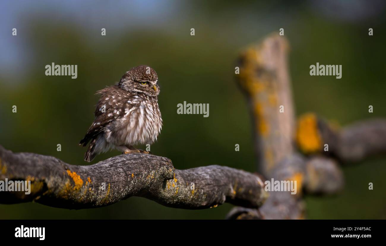 Athene noctuahe sitzt auf einem wunderschönen Holzzaun und hält Ausschau nach Essen, dem besten Foto. Stockfoto