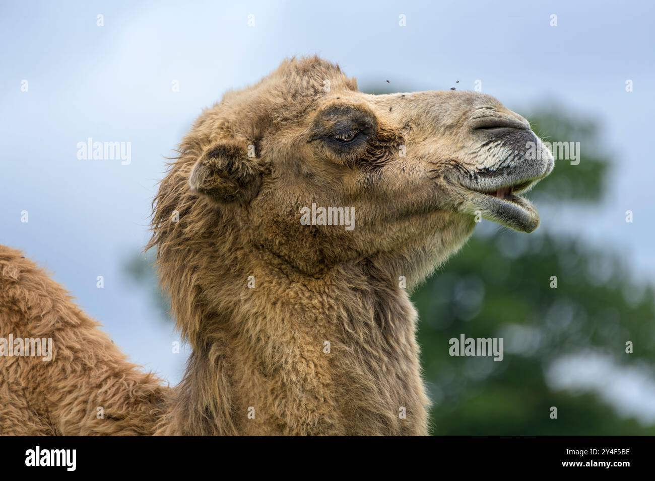 Ein Kamel in Gefangenschaft in einem Safaripark in Großbritannien. Stockfoto