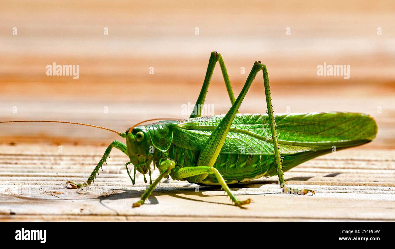 Große grüne Bush-Cricket (Tettigonia Viridissima) Stockfoto