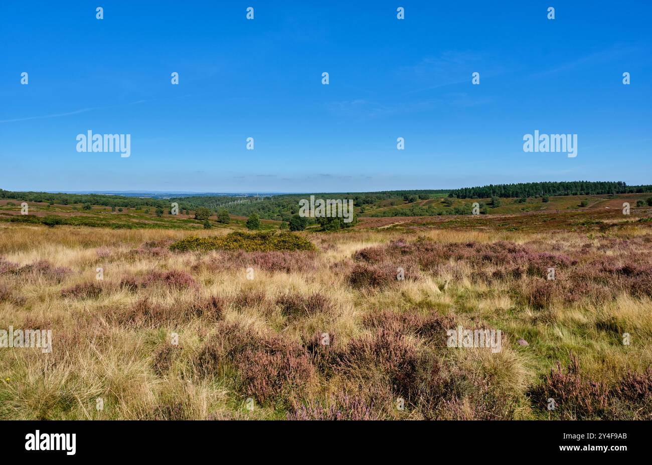 Blick über das Sherbrook Valley, Cannock Chase, Staffordshire Stockfoto