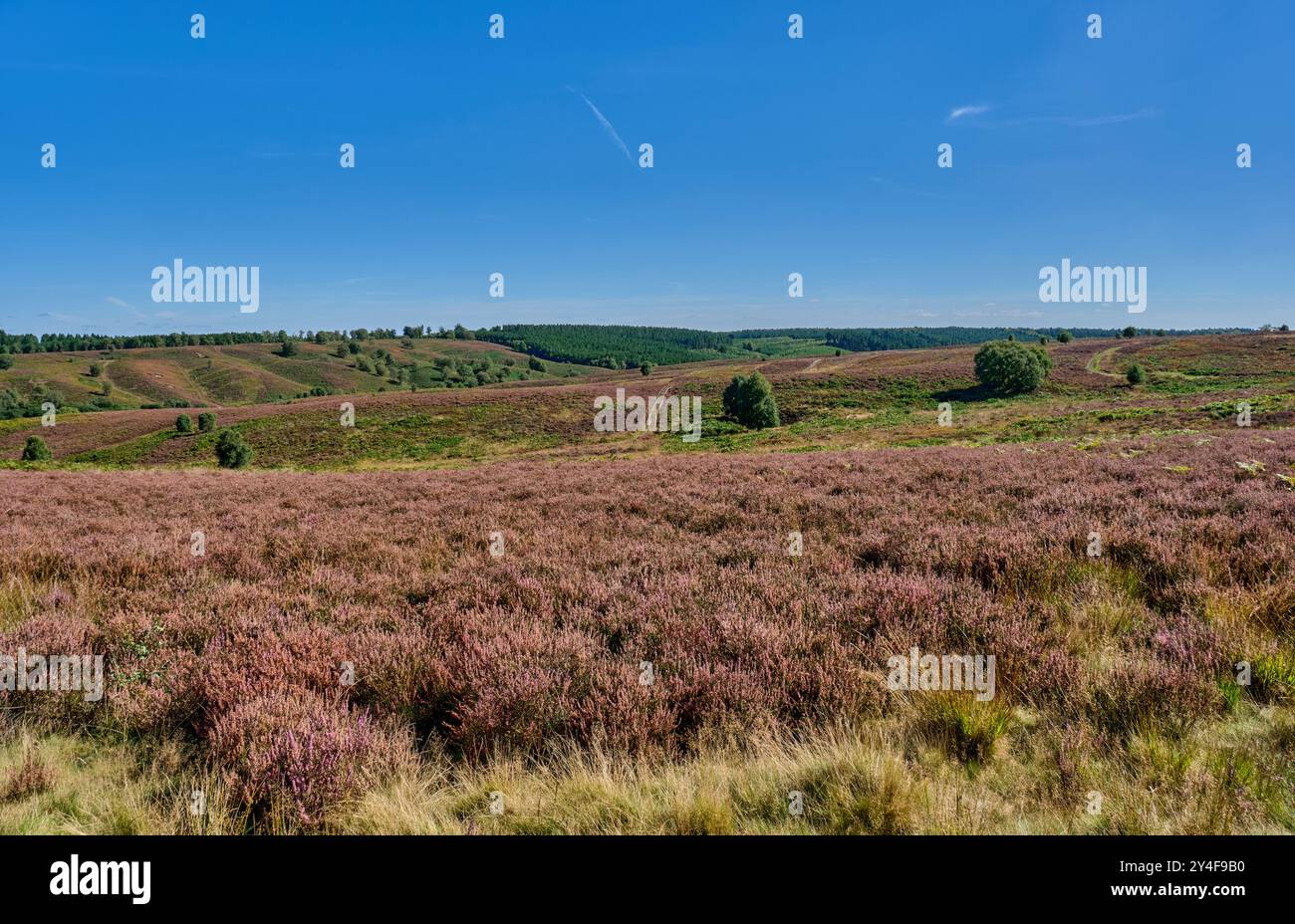 Blick über das Sherbrook Valley, Cannock Chase, Staffordshire Stockfoto
