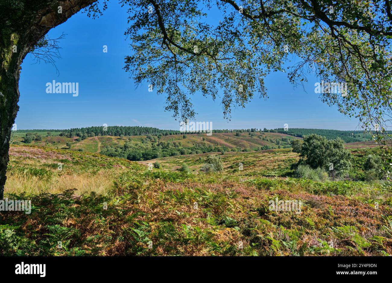 Blick über das Sherbrook Valley, Cannock Chase, Staffordshire Stockfoto