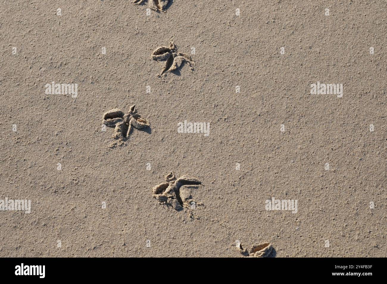 Vogelbeobachtungspfade am Sandstrand, holkham, Nord-norfolk, england Stockfoto