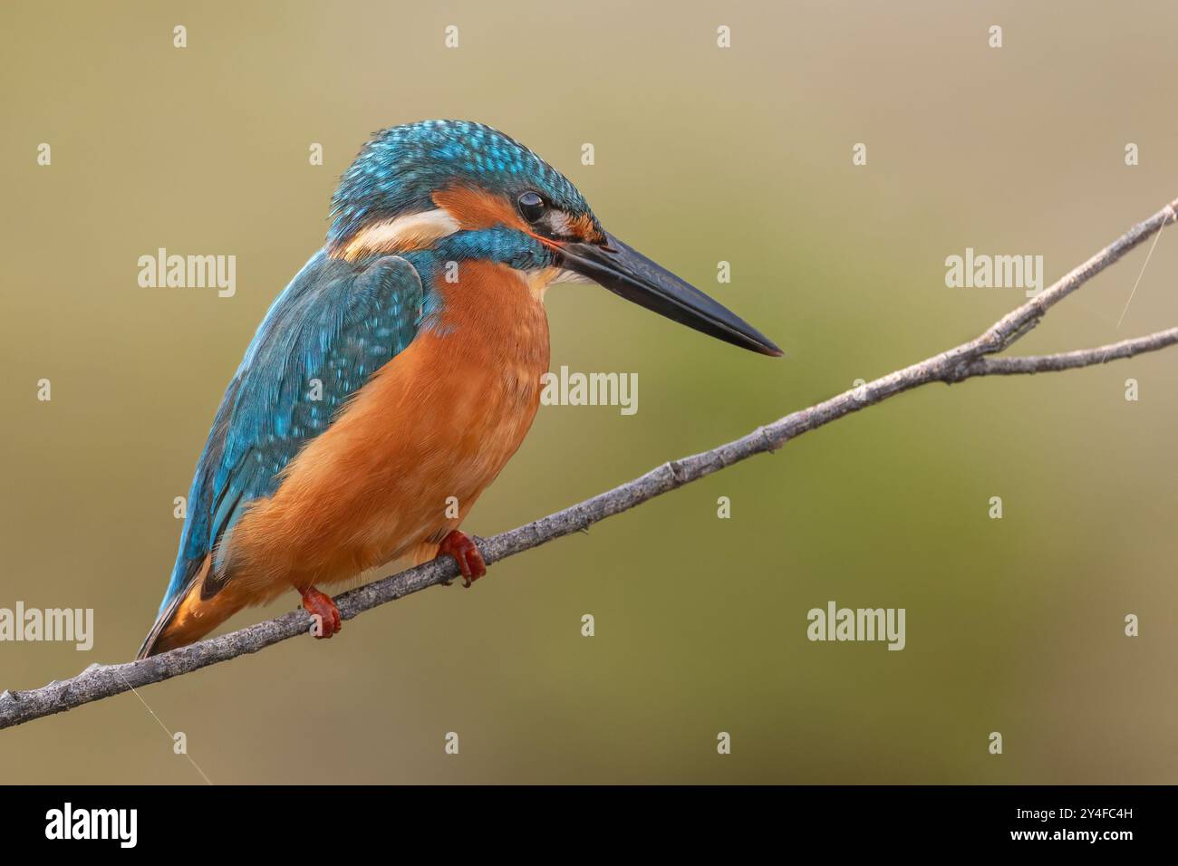 Dieser atemberaubende gewöhnliche Eisvogel scannt das Wasser darunter und wartet auf eine mögliche Mahlzeit Stockfoto