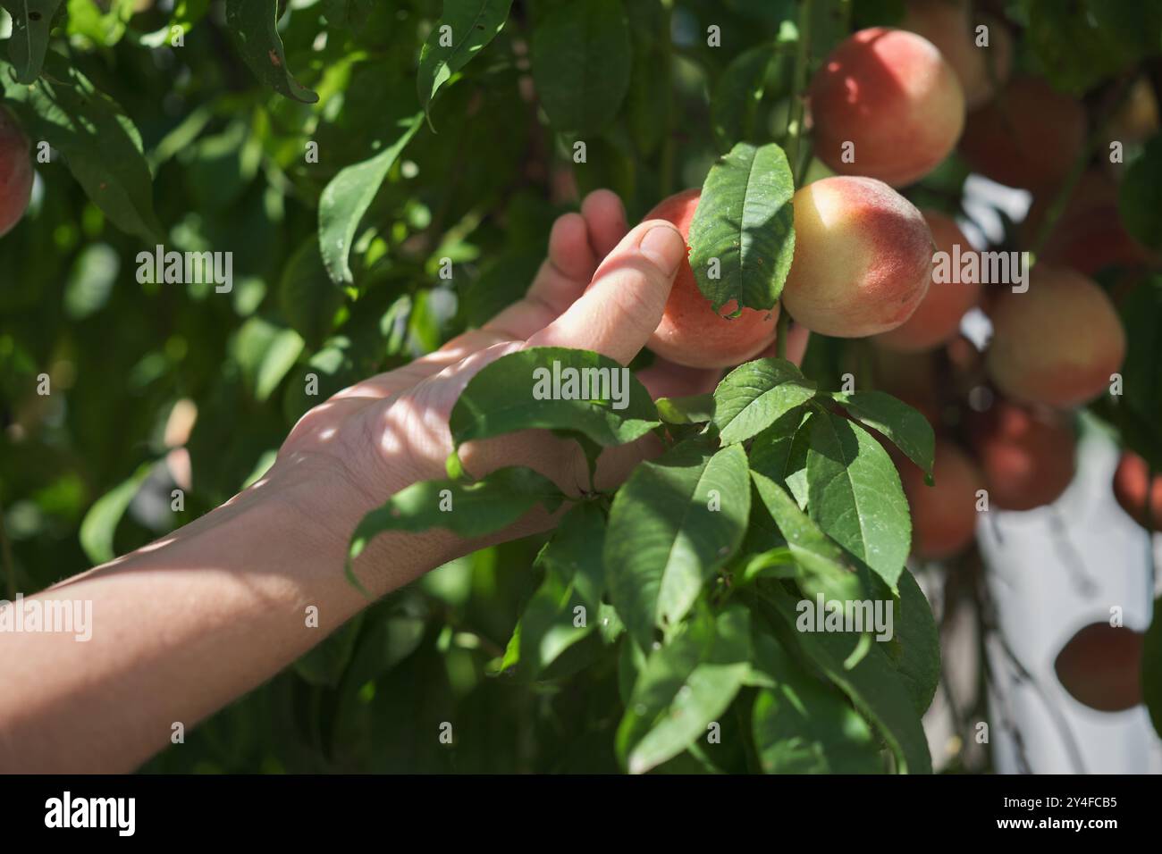 Pfirsiche Ernte, reichlich Obst Ernte, natürliche Früchte aus dem eigenen Garten, gesunde natürliche Lebensmittel, Gartenraumkonzept Stockfoto