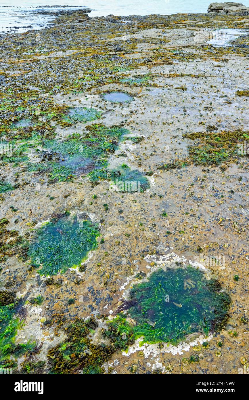 Jurassische Fußabdrücke pflanzenfressender Sauropoden-Dinosaurier auf der Gezeitenfelsplattform unterhalb von Duntulm Castle an der Westküste. Duntulm, Skye, Hebriden, Schottland, Großbritannien Stockfoto