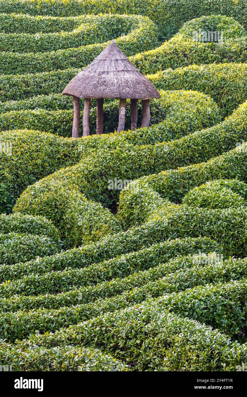 Das kürzlich restaurierte Kirschlaurel-Hecke-Labyrinth im Glendurgan Garden, Falmouth, Cornwall, Großbritannien. Ursprünglich 1833 gepflanzt, ist das Labyrinth über 1,2 km lang Stockfoto