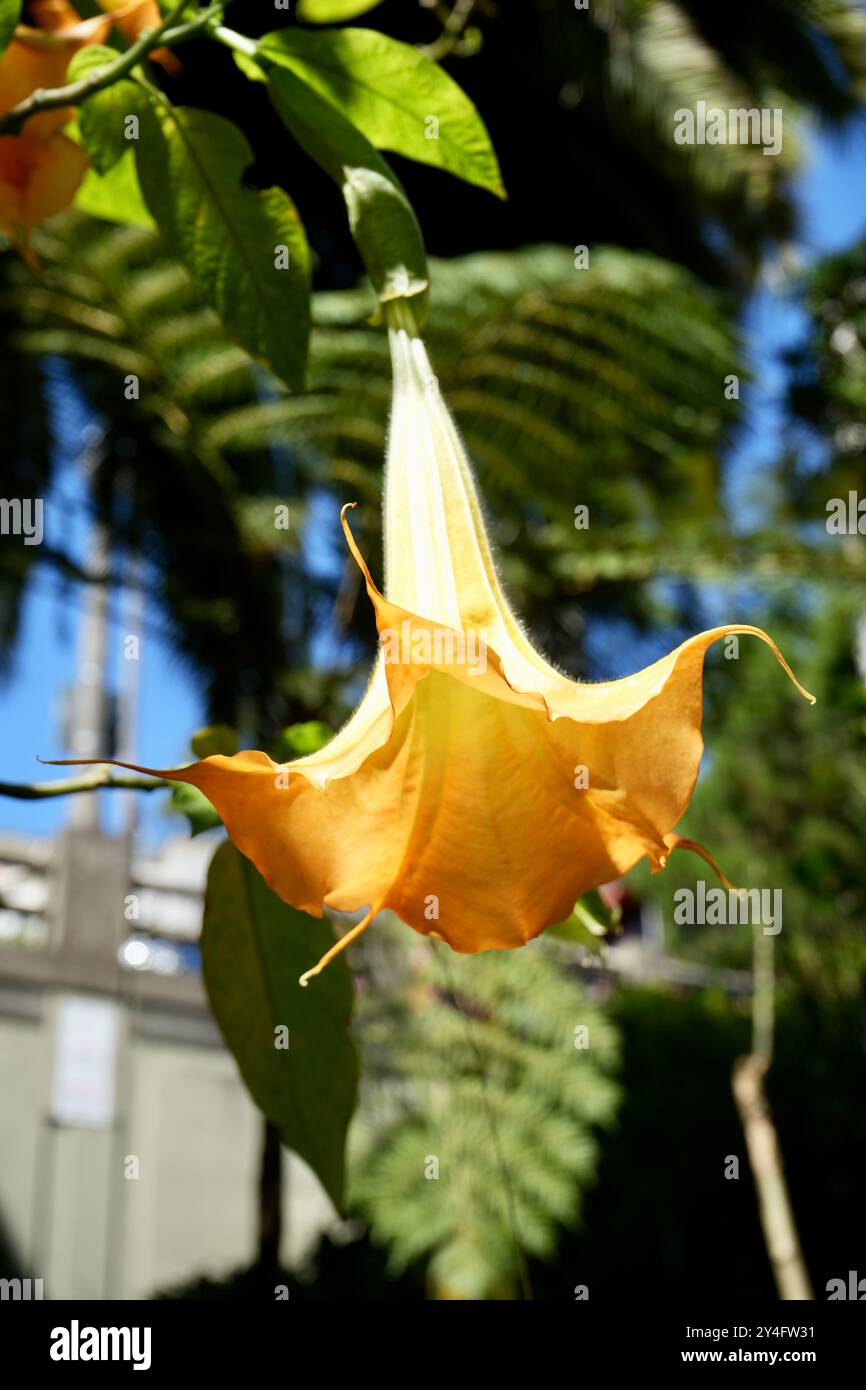 Schöne gelbe Peach Angels Trompete oder Brugmansia versicolor. Stockfoto