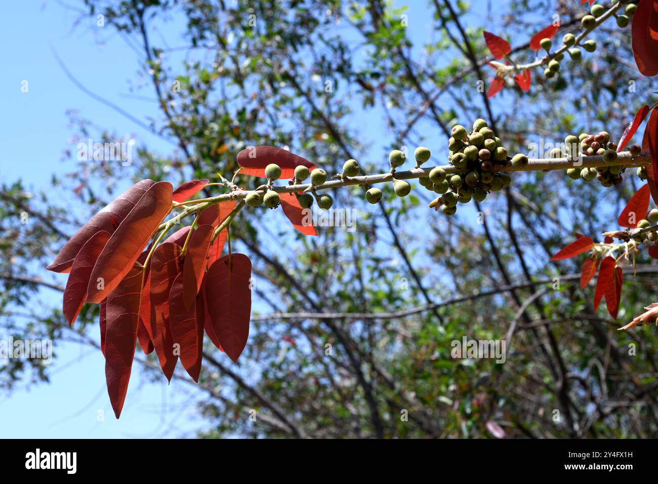 Die Rotblättrige (Ficus ingens) ist ein Sträucher oder kleiner Baum, der im tropischen Afrika beheimatet ist. Früchte und Blätter. Stockfoto